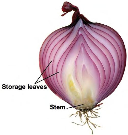 below-ground stems (potatoes, iris) Bulbs