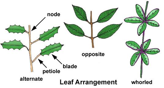 Morphology Shoots Stems, leaves, flowers Highly variable Within individuals Between