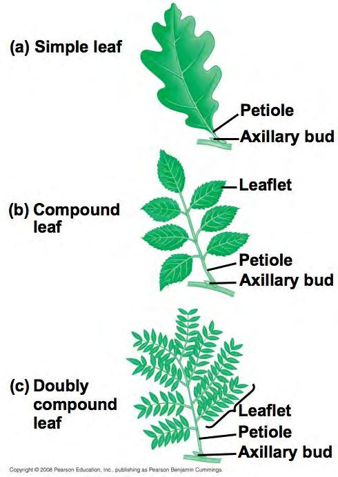 Morphology Shoots Stems, leaves, flowers Highly variable Within individuals Between