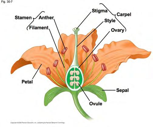 Morphology Shoots Stems, leaves, flowers Perfect flowers contain both carpels and stamens Imperfect flowers contain either carpels