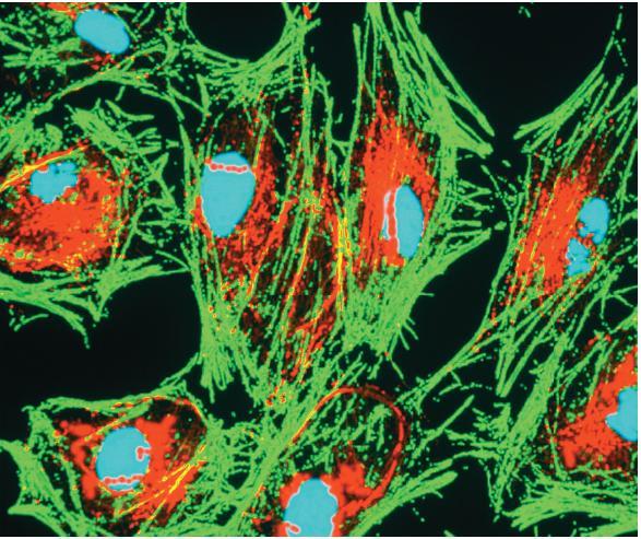 Exploring the Cell Confocal Light
