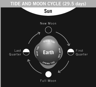 of 24 h 50 min o These tides change throughout month because moon is orbiting Earth Sun has impact but it is minor o When sun is on same side of Earth as moon, g-forces are strongest and tides are