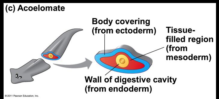 during early development Formation of coelom Fate of the blastopore v Protostome