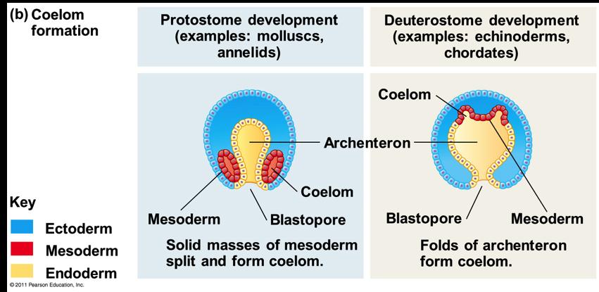 Coelom Formation v In protostome development, the splitting of solid masses of mesoderm forms the coelom v In deuterostome development, the