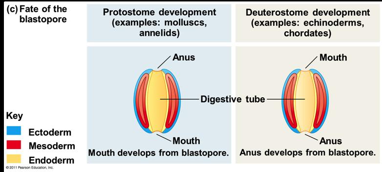 the archenteron to the exterior of the gastrula v In protostome development, blastopore à mouth v In deuterostome development, blastopore à anus A