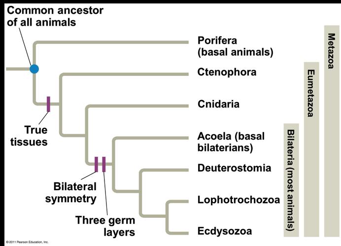 dozen animal phyla v Phylogenies now combine morphological, molecular, and fossil data Two competing hypotheses for animal evolution One