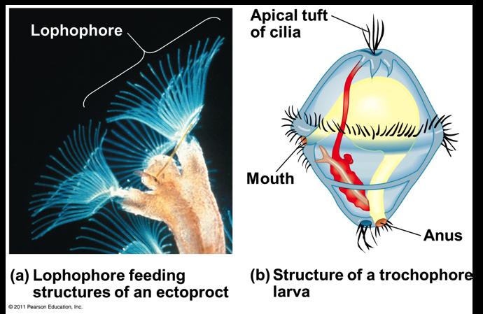 Relationships v Ecdysozoans Secrete exoskeleton cuticle Shed the exoskeletons through a process called ecdysis (moulting) v Important to note that some taxa not included in this clade also moult (ex: