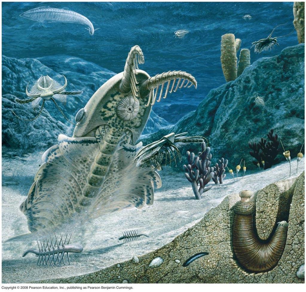 Brief Animal History 10 565-550 mya - First fossils 535-525 mya - Cambrian explosion Large