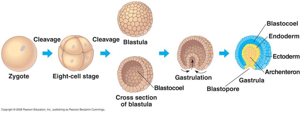 Embryonic Development Blastula Hollow ball of cells that marks the end of the cleavage stage Gastrulation Blastula
