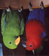 Sexual dimorphism within one species of Eclectus Parrot Male Female Criteria for Species Recognition What themes do all modern species concepts have in common? 1.