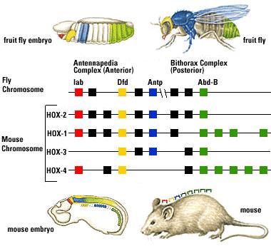 Most animals, and only animals, have Hox genes that regulate the development of body form Although
