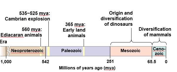 Paleozoic Era (542 251 Million Years Ago) The Cambrian explosion (535 to 525 million