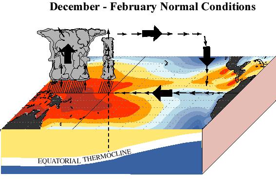 Normal conditions in the equatorial Pacific Normally, the warmest water in the equatorial Pacific Ocean is in the west, north of Australia, with much colder
