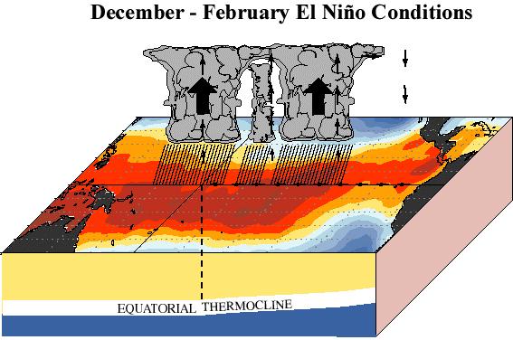 El Niño conditions During El Niño, the eastern equatorial Pacific warms, so that the warmest waters are in the central Pacific The easterly winds weaken and
