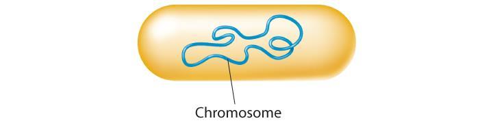 Prokaryotic Chromosomes Prokaryotic cells lack nuclei. Instead, their DNA molecules are found in the cytoplasm.