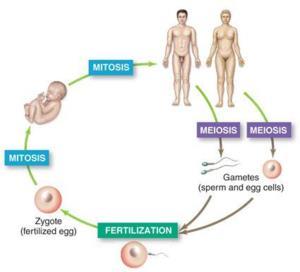 Sexual Reproduction In sexual reproduction, offspring are produced by the fusion of two sex cells one from each of two parents.