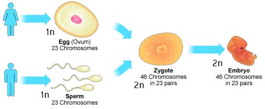 Steps of Sexual Reproduction 1. Organisms produce GAMETES: haploid sex cells. Female gametes are eggs, male gametes are sperm. 2.