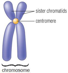 CHROMATID (SISTER CHROMATID): one of two