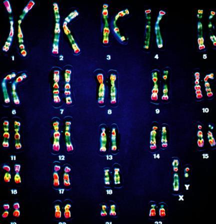 determine the sex of an organism, and carry the genes for other characteristics (X or Y), in humans there are 2 Females have XX Males have XY AUTOSOMES: non-sex chromosomes, in humans