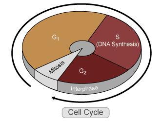 and development that precedes mitosis and follows