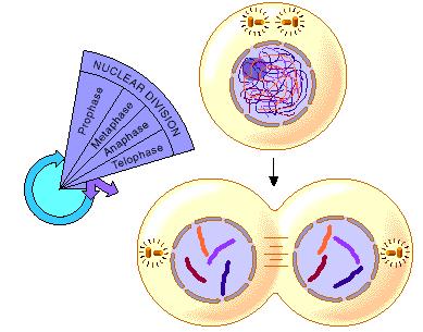 Chromatin coils into chromosomes. Nuclear membrane and nucleolus disappear.