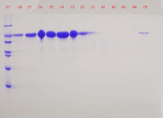 Separation of P8 Protein Using PolyCSx P8 Protein purified on