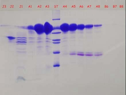 Separation of P8 Protein Using PolyCSx P8 Protein purified on PolyCSx