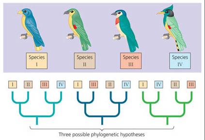 Molecular Systematics: Hypothesizing phylogenies using molecular data u apply principle of parsimony simplest explanation based on