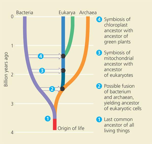 Universal Tree of Life. Says who?