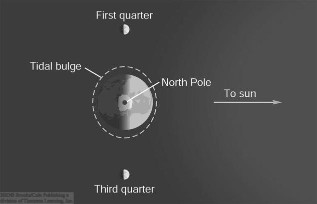maxima 12-hour cycle Spring and Neap Tides Spring tides Neap tides The Sun is also producing tidal effects, about half as strong as the Moon.