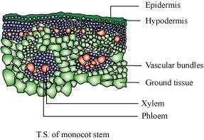 Class XI Chapter 6 Anatomy of Flowering Plants Biology Question 5: Cut a transverse section of young stem of a plant from your school garden and observe it under the microscope.