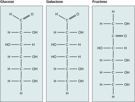4 Carbohydrates 1. Monosaccharides a. General Info: b. Structure/Function: c.