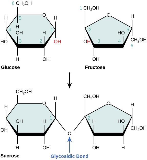 Disaccharides a. General Info: b. Structure/Function: c. Examples of Disaccharides: 3.
