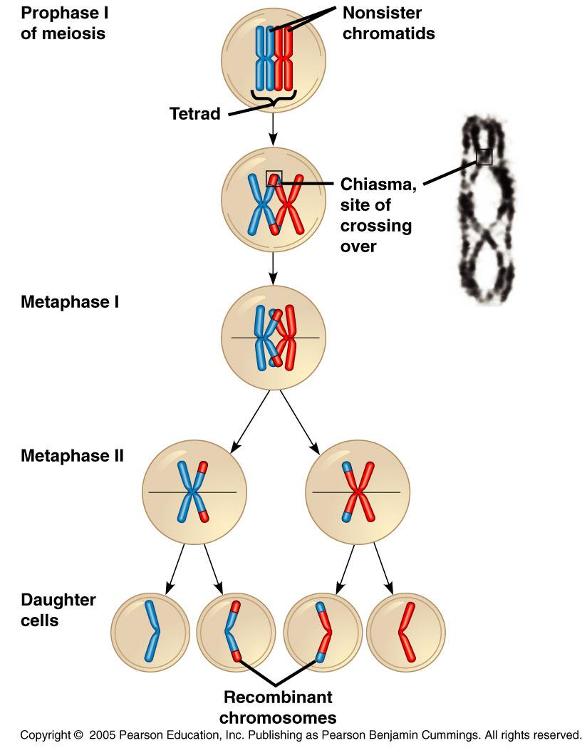 Crossing over Synapsis Replicated homologous chromosome pairs line up and are physically connected Form tetrads Chiasma Point where