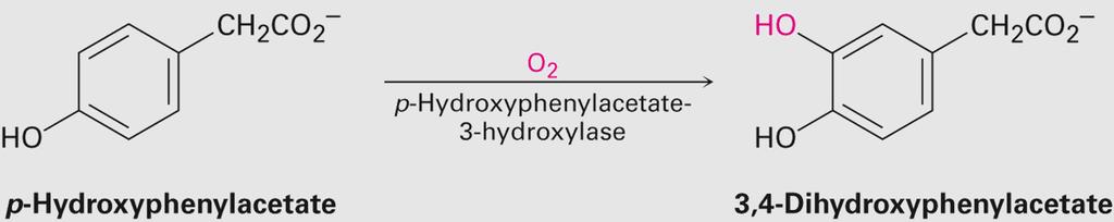 Aromatic Hydroxylation Direct hydroxylation of an aromatic ring