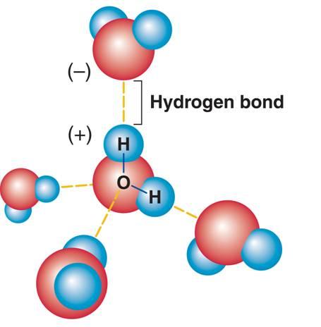 Hydrogen bonds form