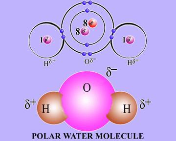 Water: Covalent Bond Water molecules are formed by covalent bonds that link 2 hydrogen atoms (H) to 1 oxygen atom (O).