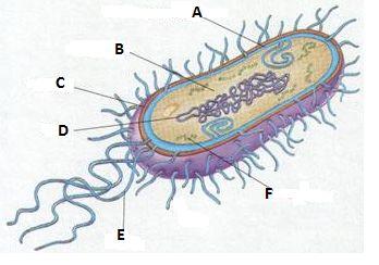 Bacteria Review Guide Bacteria are prokaryotes. Bacteria are the only examples of prokaryotes. There are two kingdoms of bacteria. They are Eubacteria and Archaebacteria. Vocabulary Matching: L 1.