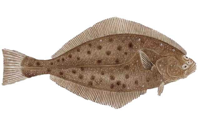 in early tetrapods But modern African lungfish walk underwater on narrow