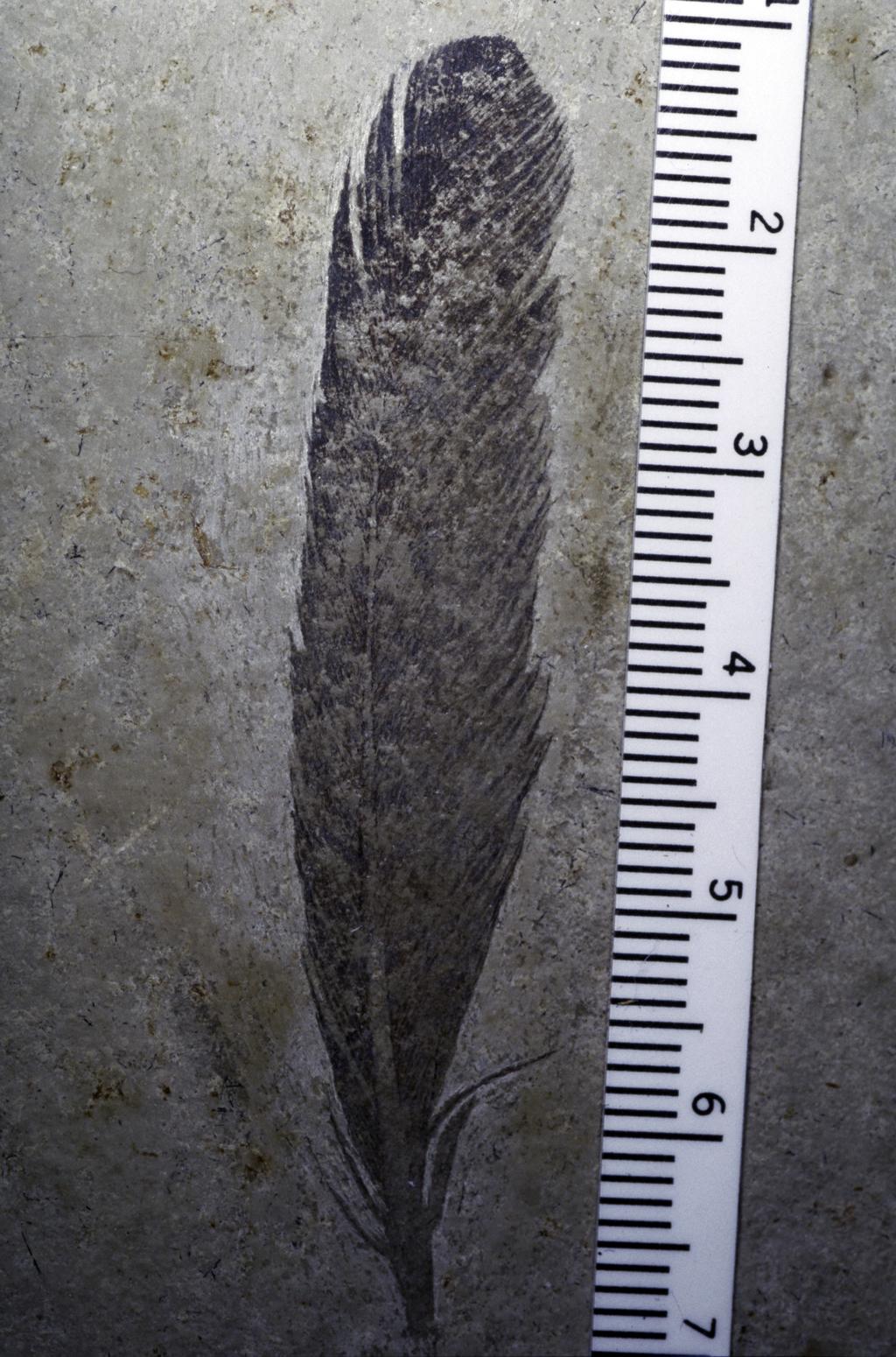 Feather of Berlin Archaeopteryx Summary of fossil evidence Transitional fossils document evolution of: Traces of shared ancestry among living organisms whales from artiodactyls asymmetrical eyes of