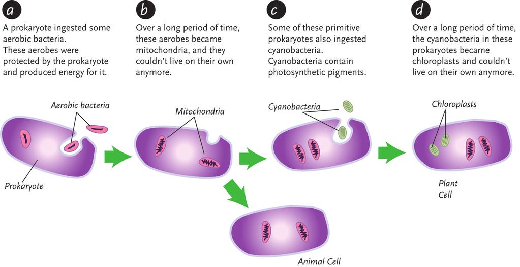 mitochondria of eukaryotic cells. Some of the small cells were cyanobacteria. They were specialized for photosynthesis. They evolved into the chloroplasts of eukaryotic cells.