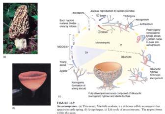 3. Basidiomycota have septa and reproduce sexually by producing haploid basidiospores.