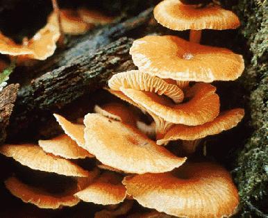 Kingdom Fungi Kingdom made up of: non green eukaryotic organisms no means of movement, reproduce by using spores, obtain