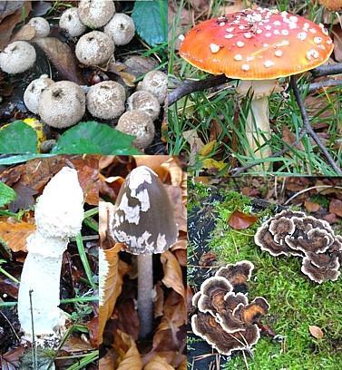 Fungus Multicellular, except yeast Decomposers Digest food outside their