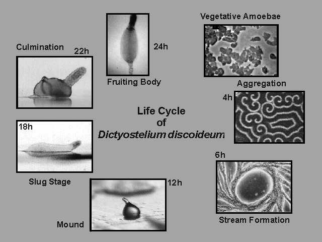 Fungus of the day - Dictyostelium discoides Life cycle From http://dictybase.