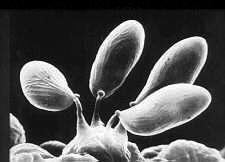 Biflagellates - the oomycetes Kingdom Fungi in three domains