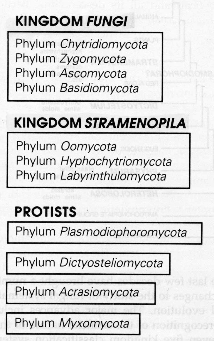 From Alexopoulos et al. 1996 The non-fungi - what are they? What are the non-fungi? Three groups of organisms historically included in fungi.