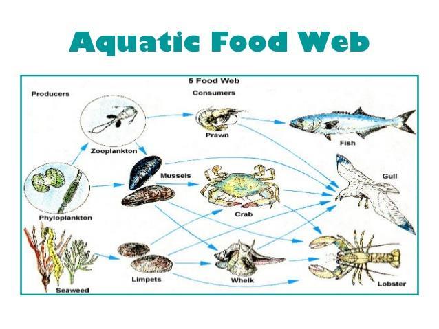 1. Write out 3 food chains found in the food web above. Be sure to use ARROWS! A. B. 2.
