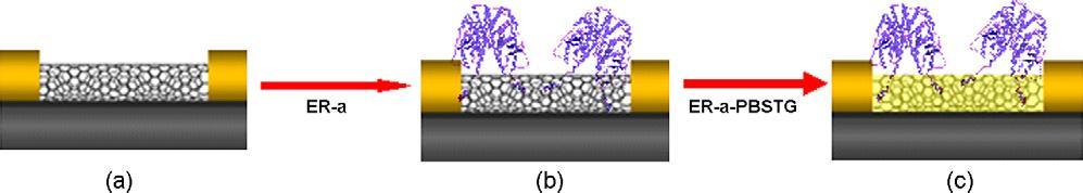 Carbon Nanotube based chemical sensor - Functionalization process of the SWCNTs; -adsorption of human estrogen recepot(er)- onto the SWCNTs network; - SWCNTs are covered by a PBSTG blocking