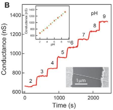 (B) Changes in nanowire conductance as a function